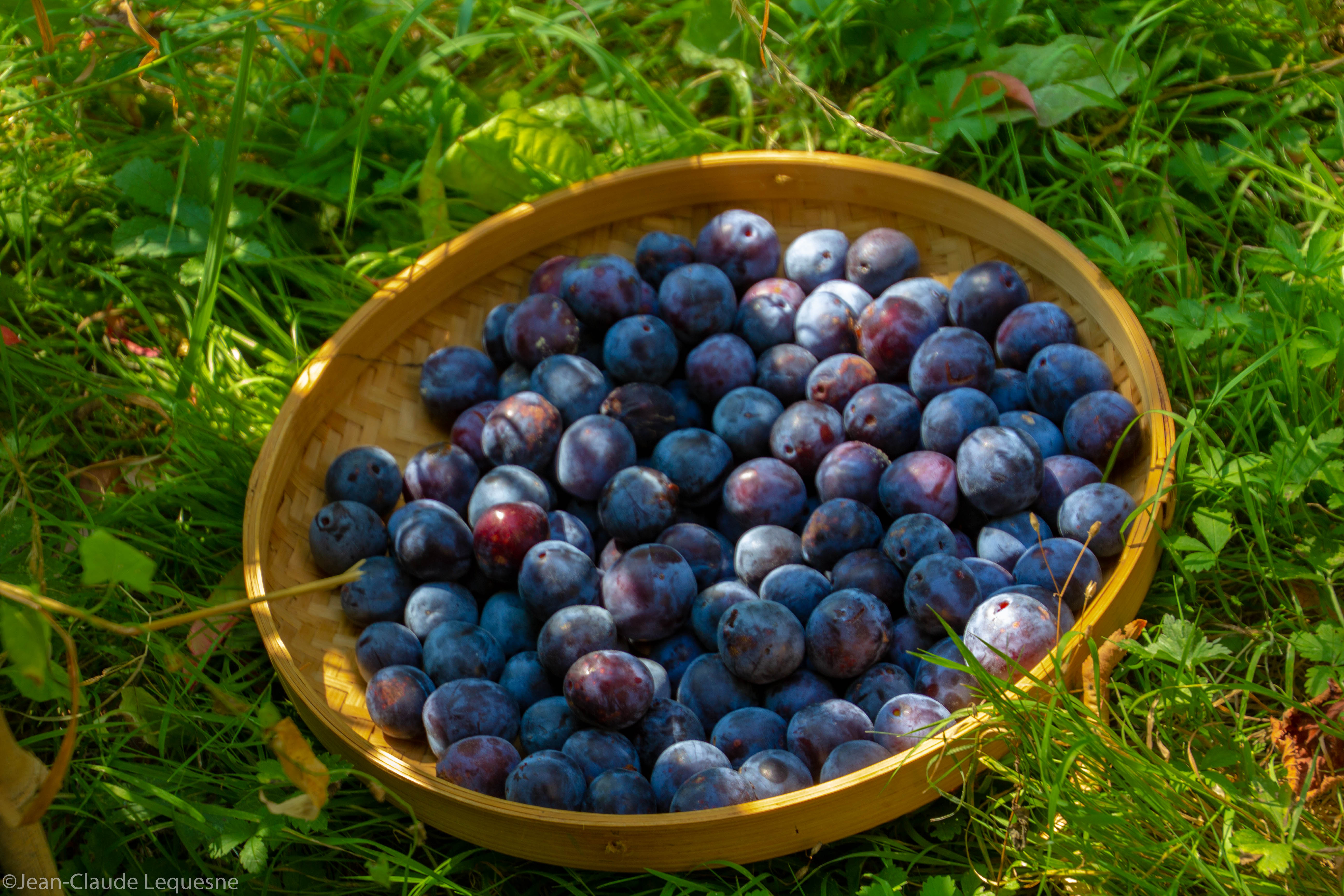 Prune bleue de Bajamont